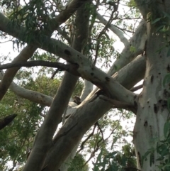 Phascolarctos cinereus (Koala) at Rostrevor, SA - 18 Nov 2015 by Spotto