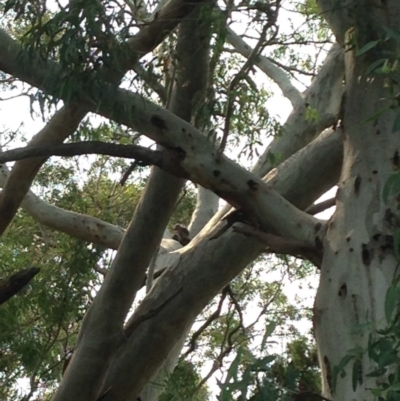 Phascolarctos cinereus (Koala) at Rostrevor, SA - 18 Nov 2015 by Spotto