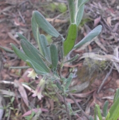 Billardiera scandens (Hairy Apple Berry) at Majura, ACT - 18 Nov 2015 by SilkeSma