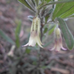 Billardiera scandens at Majura, ACT - 18 Nov 2015 08:10 AM