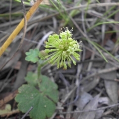 Hydrocotyle laxiflora (Stinking Pennywort) at Majura, ACT - 18 Nov 2015 by SilkeSma