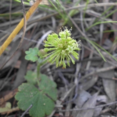 Hydrocotyle laxiflora (Stinking Pennywort) at Majura, ACT - 18 Nov 2015 by SilkeSma