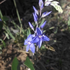 Veronica perfoliata (Digger's Speedwell) at Majura, ACT - 18 Nov 2015 by SilkeSma