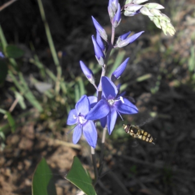 Veronica perfoliata (Digger's Speedwell) at Majura, ACT - 17 Nov 2015 by SilkeSma