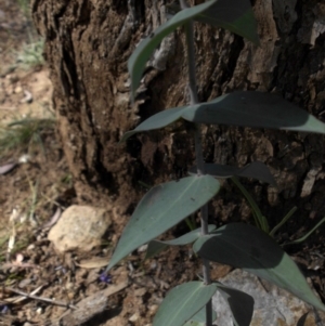 Veronica perfoliata at Majura, ACT - 18 Nov 2015 08:43 AM