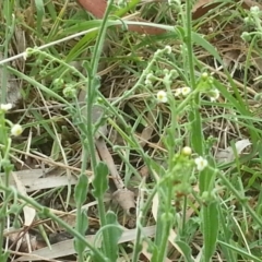 Hackelia suaveolens (Sweet Hounds Tongue) at Mount Majura - 31 Oct 2015 by MAX