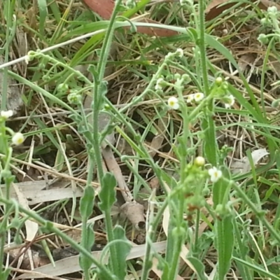 Hackelia suaveolens (Sweet Hounds Tongue) at Mount Majura - 31 Oct 2015 by MAX