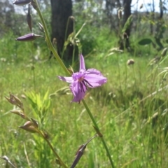 Arthropodium fimbriatum (Nodding Chocolate Lily) at Jerrabomberra, ACT - 18 Nov 2015 by Mike