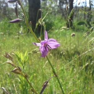 Arthropodium fimbriatum at Jerrabomberra, ACT - 18 Nov 2015