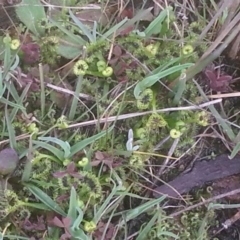 Drosera sp. (A Sundew) at Mount Majura - 6 Sep 2015 by MAX