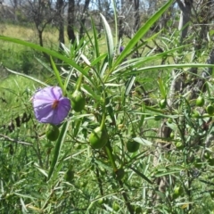Solanum linearifolium (Kangaroo Apple) at Jerrabomberra, ACT - 18 Nov 2015 by Mike