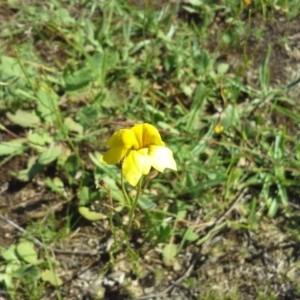 Goodenia pinnatifida at Isaacs Ridge Offset Area - 18 Nov 2015