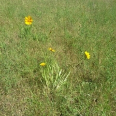 Coreopsis lanceolata (Lance-leaf Coreopsis) at Jerrabomberra, ACT - 17 Nov 2015 by Mike