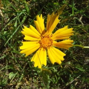 Coreopsis lanceolata at Jerrabomberra, ACT - 18 Nov 2015 09:41 AM