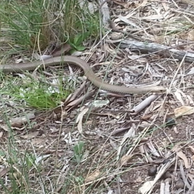 Pseudonaja textilis (Eastern Brown Snake) at Mount Majura - 18 Oct 2015 by MAX