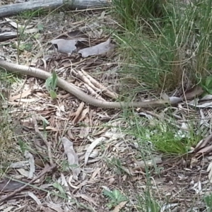 Pseudonaja textilis at Canberra Central, ACT - 18 Oct 2015 02:54 PM