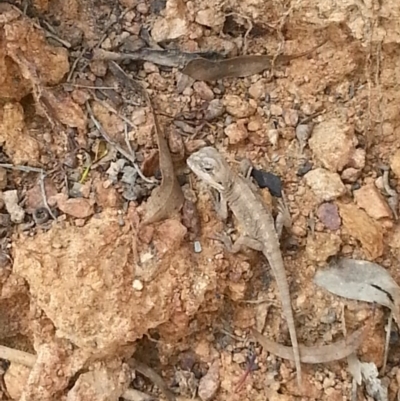 Amphibolurus muricatus (Jacky Lizard) at Mount Majura - 8 Feb 2015 by MAX