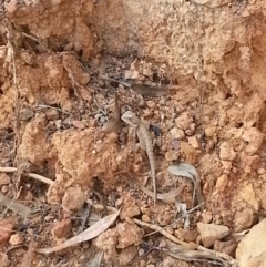 Amphibolurus muricatus at Canberra Central, ACT - 8 Feb 2015