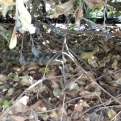 Tiliqua scincoides scincoides (Eastern Blue-tongue) at Watson, ACT - 19 Mar 2015 by MAX