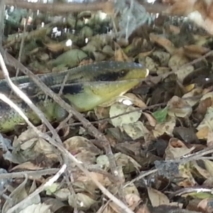 Tiliqua scincoides scincoides at Watson, ACT - 19 Mar 2015 04:16 PM