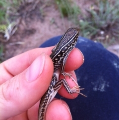 Ctenotus orientalis (Oriental Striped-skink) at Wanniassa, ACT - 26 Oct 2014 by MichaelMulvaney