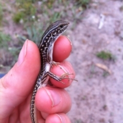 Ctenotus orientalis at Wanniassa, ACT - 27 Oct 2014