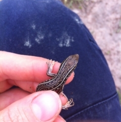 Ctenotus orientalis at Wanniassa, ACT - 27 Oct 2014