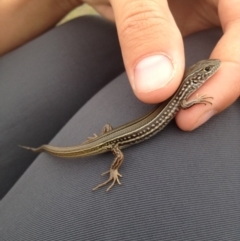 Ctenotus robustus (Robust Striped-skink) at QPRC LGA - 2 Apr 2013 by MichaelMulvaney