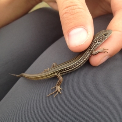 Ctenotus robustus (Robust Striped-skink) at QPRC LGA - 2 Apr 2013 by MichaelMulvaney