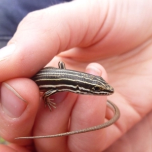 Ctenotus taeniolatus at Wanniassa Hill - 20 Oct 2014 12:00 AM