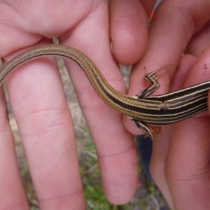 Ctenotus taeniolatus at Wanniassa Hill - 20 Oct 2014 12:00 AM