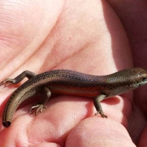 Carlia tetradactyla at Googong, NSW - 17 Nov 2015 12:00 AM