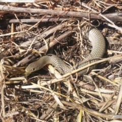 Delma inornata (Olive Legless-lizard) at Molonglo River Reserve - 17 Nov 2015 by MichaelMulvaney