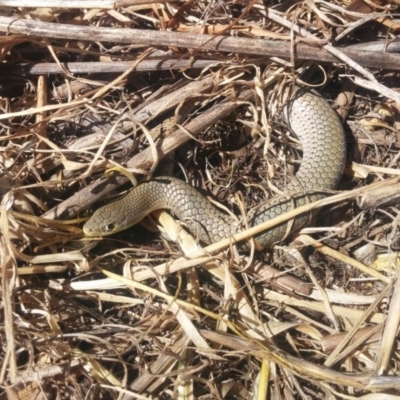 Delma inornata (Olive Legless-lizard) at Molonglo River Reserve - 16 Nov 2015 by MichaelMulvaney