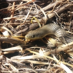 Delma inornata at Molonglo River Reserve - 17 Nov 2015 12:00 AM