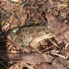 Limnodynastes tasmaniensis (Spotted Grass Frog) at Belconnen, ACT - 16 Nov 2015 by MichaelMulvaney