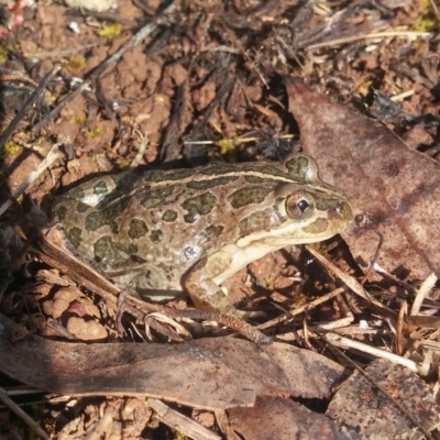 Limnodynastes tasmaniensis (Spotted Grass Frog) at Belconnen, ACT - 16 Nov 2015 by MichaelMulvaney