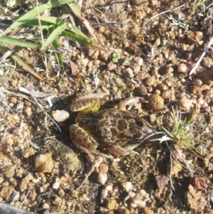 Limnodynastes tasmaniensis at Belconnen, ACT - 17 Nov 2015