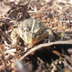 Limnodynastes tasmaniensis at Belconnen, ACT - 17 Nov 2015 12:00 AM