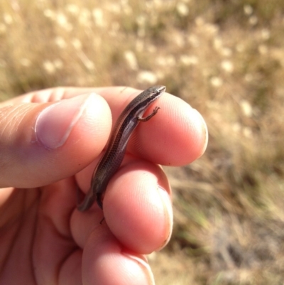 Menetia greyii (Grey's Skink) at Goorooyarroo NR (ACT) - 16 Nov 2015 by MichaelMulvaney