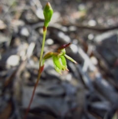 Caleana minor (Small Duck Orchid) at Jerrabomberra, NSW - 8 Nov 2015 by CathB