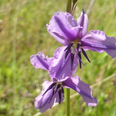 Arthropodium fimbriatum (Nodding Chocolate Lily) at Isaacs Ridge and Nearby - 17 Nov 2015 by Mike