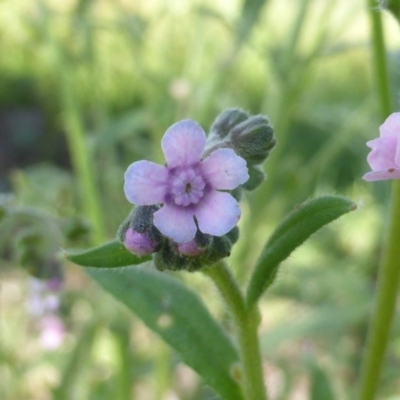 Cynoglossum australe (Australian Forget-me-not) at Isaacs Ridge Offset Area - 18 Nov 2015 by Mike