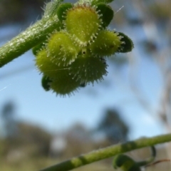 Cynoglossum australe at Isaacs Ridge Offset Area - 18 Nov 2015 09:07 AM