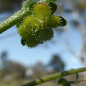 Cynoglossum australe at Isaacs Ridge Offset Area - 18 Nov 2015 09:07 AM