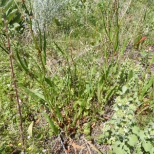 Rumex brownii at O'Malley, ACT - 17 Nov 2015