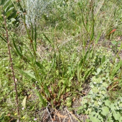 Rumex brownii (Slender Dock) at O'Malley, ACT - 16 Nov 2015 by Mike