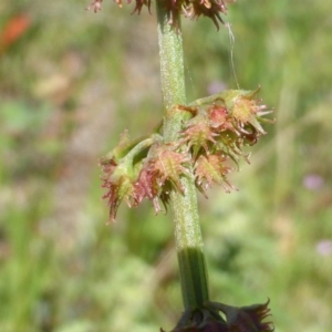 Rumex brownii at O'Malley, ACT - 17 Nov 2015