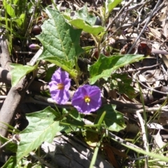 Solanum cinereum (Narrawa Burr) at O'Malley, ACT - 17 Nov 2015 by Mike