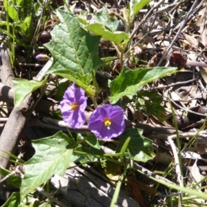 Solanum cinereum at O'Malley, ACT - 17 Nov 2015